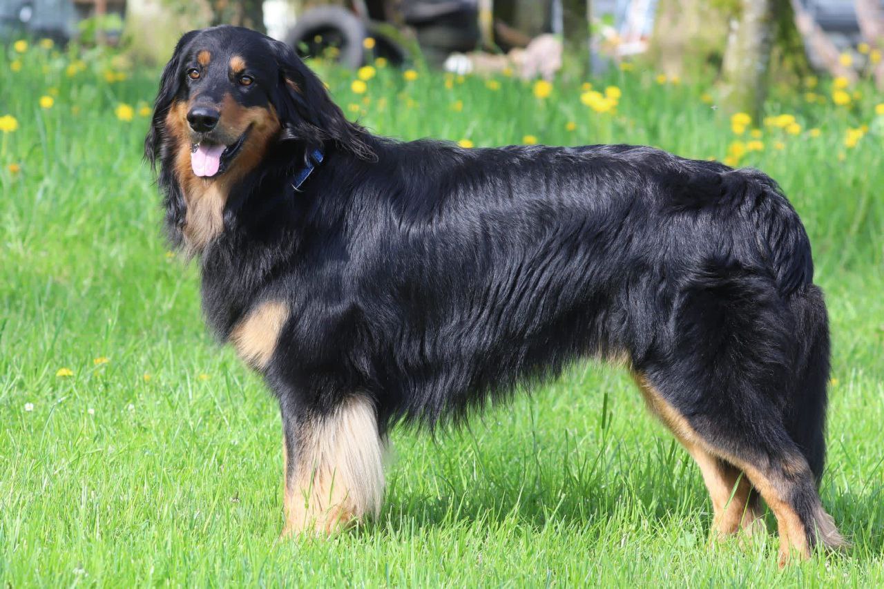 Finlay